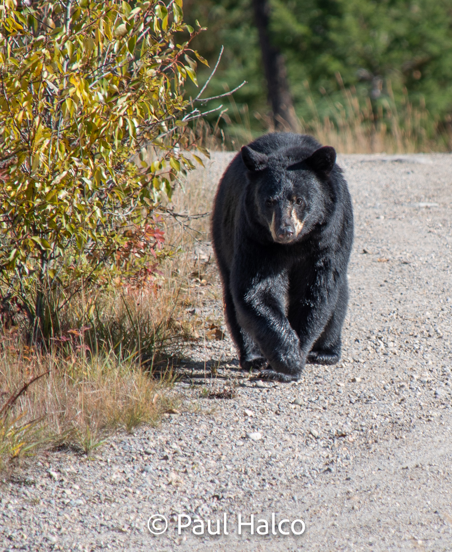 Paul Halco - Canadian Rockies-11